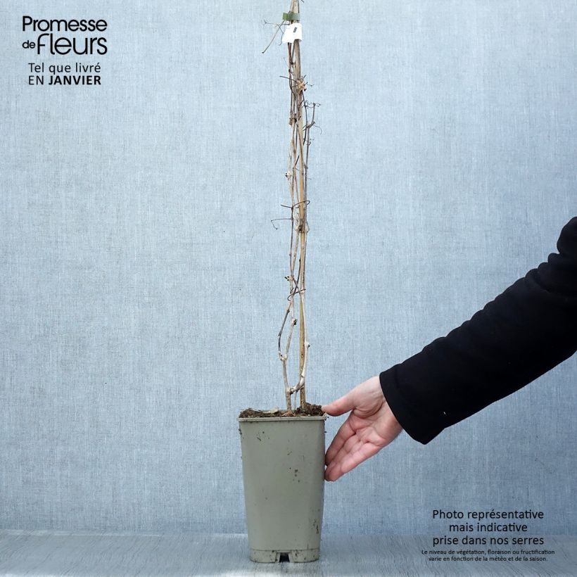 Spécimen de Ampelopsis aconitifolia - Vigne vierge à feuilles d'aconit Pot de 2L/3L tel que livré en hiver