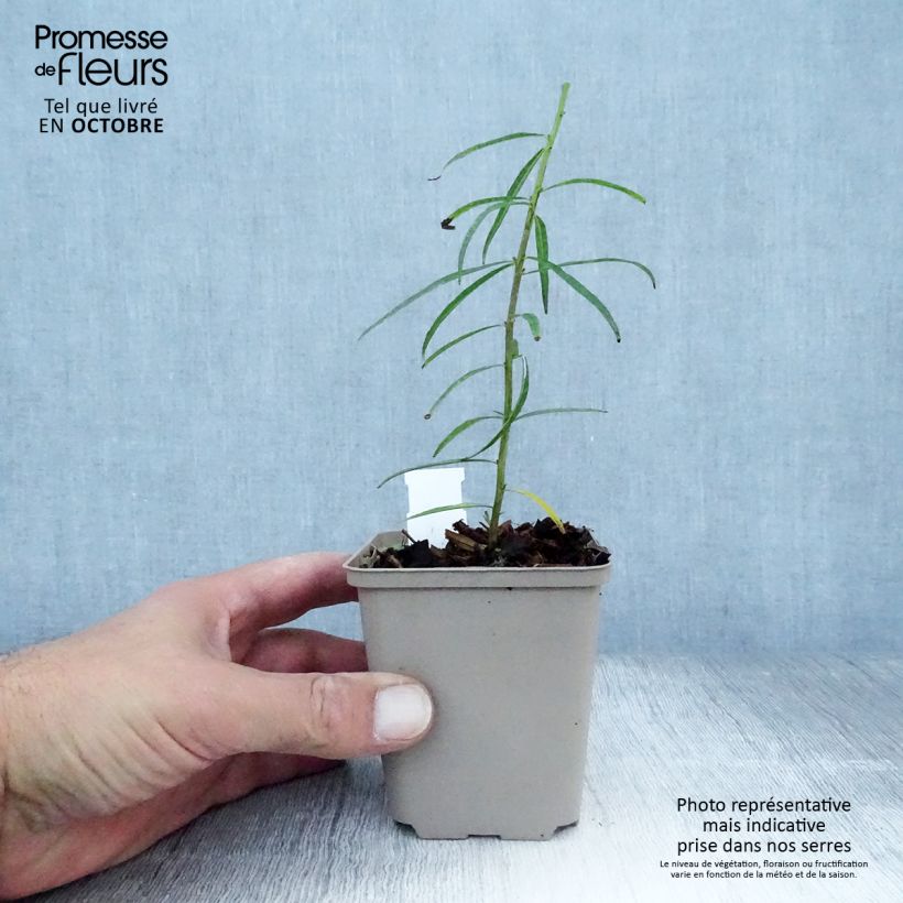 Spécimen de Amsonia ciliata Godet de 8/9 cm tel que livré en automne