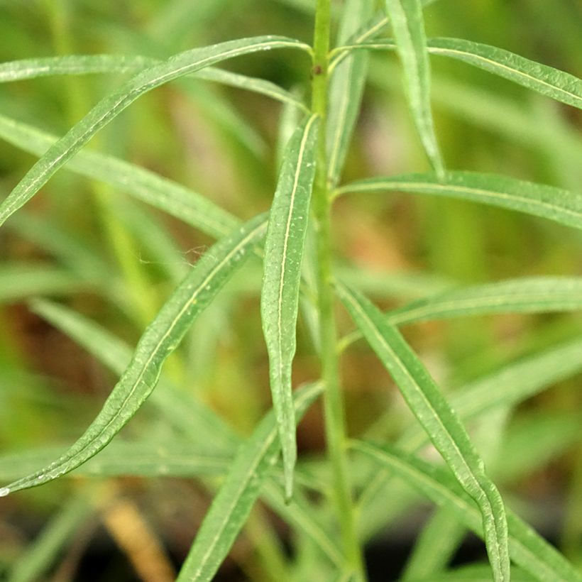 Amsonia Ernst Pagels (Feuillage)