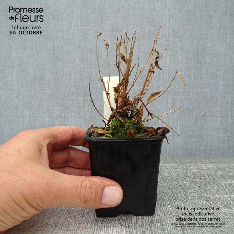 Spécimen de Amsonia hybride Blue Ice Godet de 8/9 cm tel que livré en automne