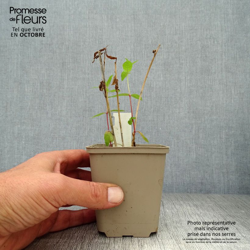 Spécimen de Amsonia orientalis Godet de 8/9 cm tel que livré en automne