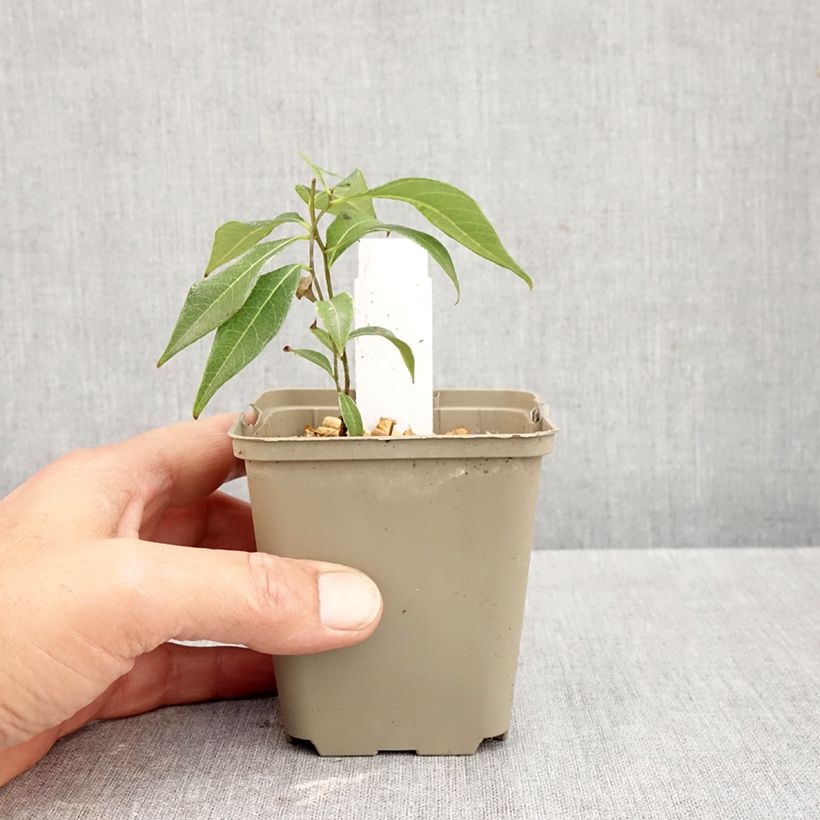 Spécimen de Amsonia tabernaemontana Storm Cloud Godet de 8/9 cm tel que livré en automne