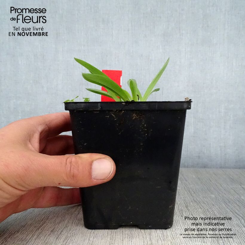 Spécimen de Anacamptis sancta, Orchis sacré - Orchidée vivace Pot de 1,5L/2L tel que livré en automne