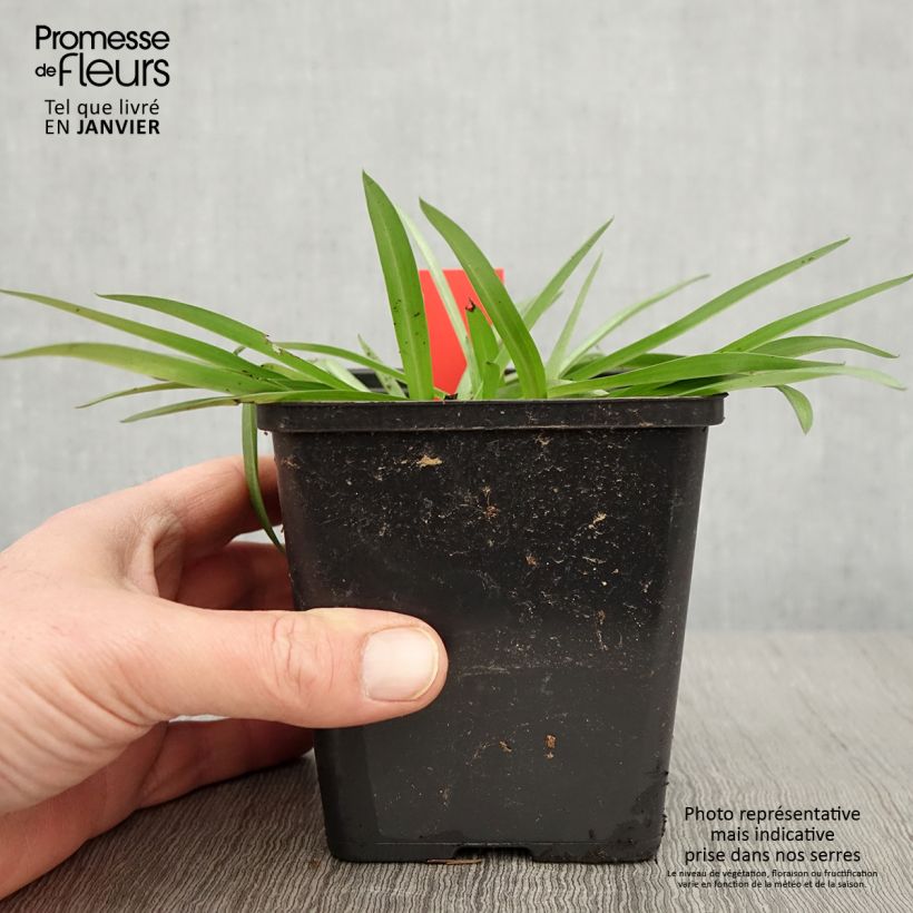 Spécimen de Anacamptis sancta, Orchis sacré - Orchidée vivace Pot de 1,5L/2L tel que livré en hiver