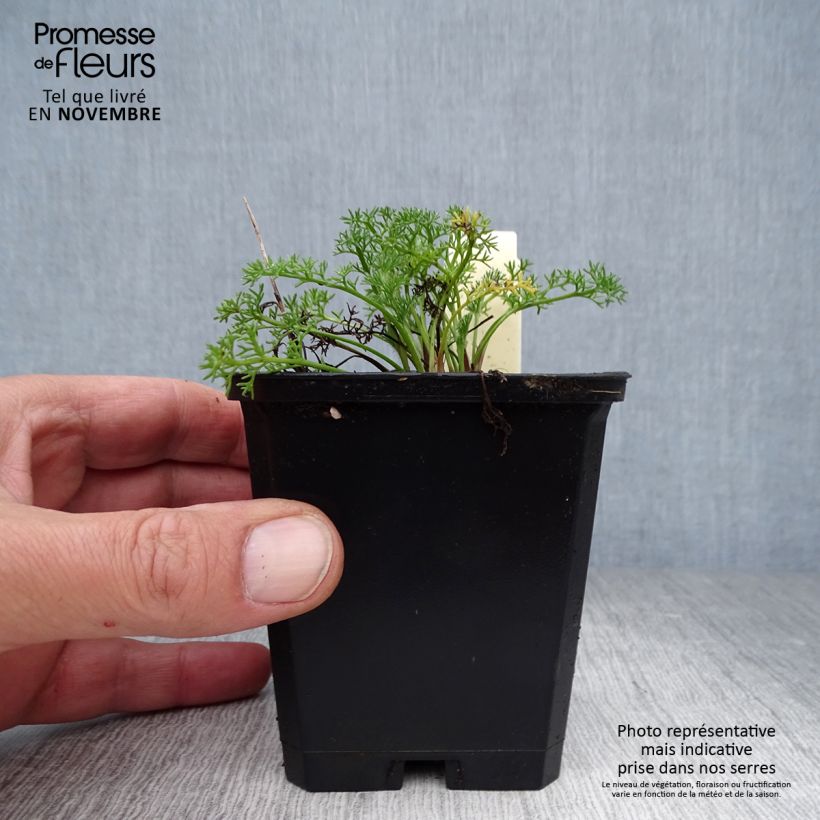 Spécimen de Anacyclus pyrethrum var depressus - Pyrèthre d'Afrique Godet de 8/9 cm tel que livré en automne