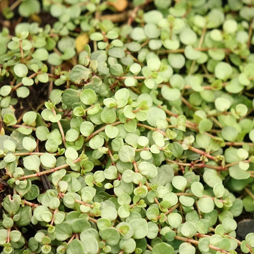 Anagallis tenella - Mouron délicat (Feuillage)