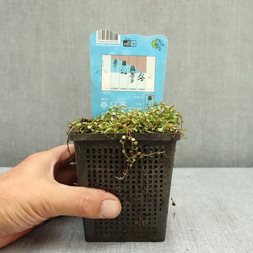 Spécimen de Anagallis tenella - Mouron délicat Pot de 1L/1,5L tel que livré en été