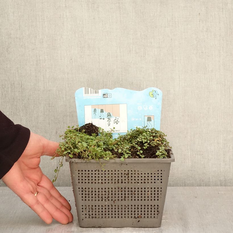 Spécimen de Anagallis tenella - Mouron délicat Pot de 1L/1,5L tel que livré au printemps