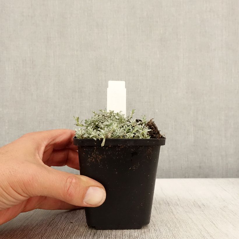Spécimen de Anaphalis alpicola - Bouton d'argent des Alpes Godet de 8/9 cm tel que livré en automne
