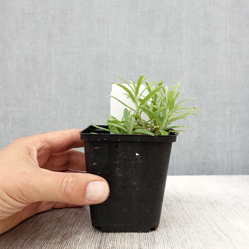 Spécimen de Anaphalis margaritacea Neuschnee - Immortelle d'argent Godet de 8/9 cm tel que livré en automne