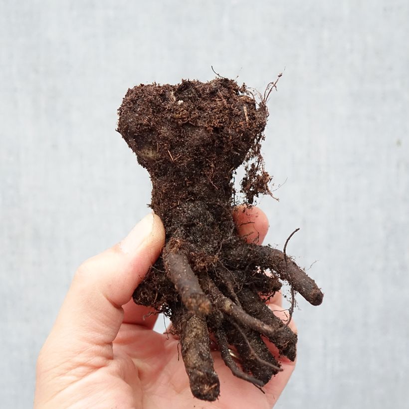 Spécimen de Anchusa azurea Loddon Royalist - Buglosse d'Italie Racines nues tel que livré en hiver