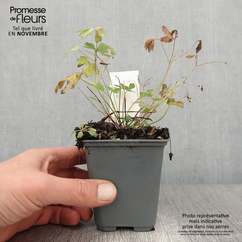 Spécimen de Ancolie - Aquilegia caerulea Rose Queen Godet de 8/9 cm tel que livré en automne