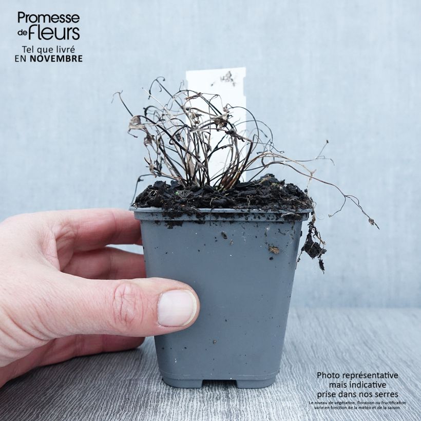 Spécimen de Ancolie, Aquilegia sibirica Godet de 8/9 cm tel que livré en automne