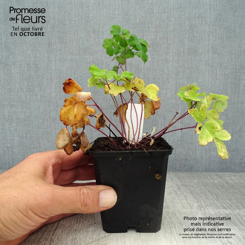 Spécimen de Ancolie - Aquilegia vulgaris Godet de 8/9 cm tel que livré en automne