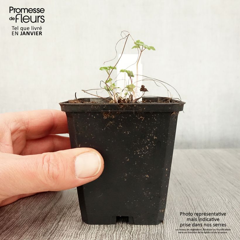 Spécimen de Ancolie Crimson Star (rouge et blanche) - Aquilegia vulgaris Godet de 8/9 cm tel que livré en hiver