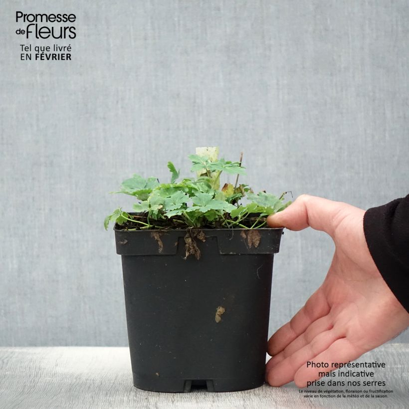 Spécimen de Ancolie Crimson Star (rouge et blanche) - Aquilegia vulgaris Pot de 2L/3L tel que livré en hiver
