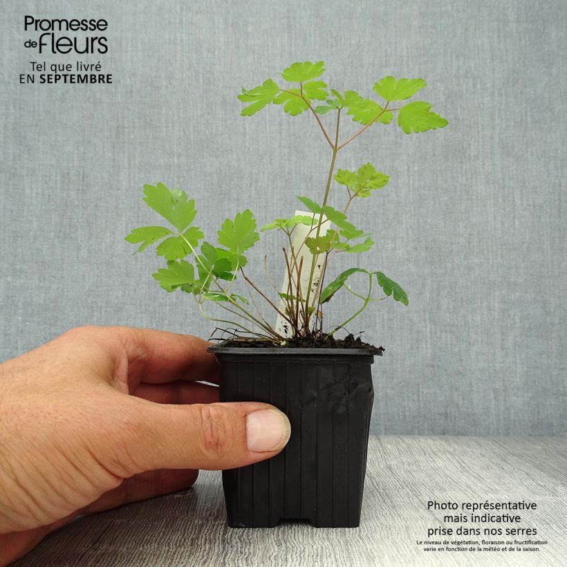 Spécimen de Ancolie du Canada, Aquilegia canadensis Godet de 8/9 cm tel que livré en automne