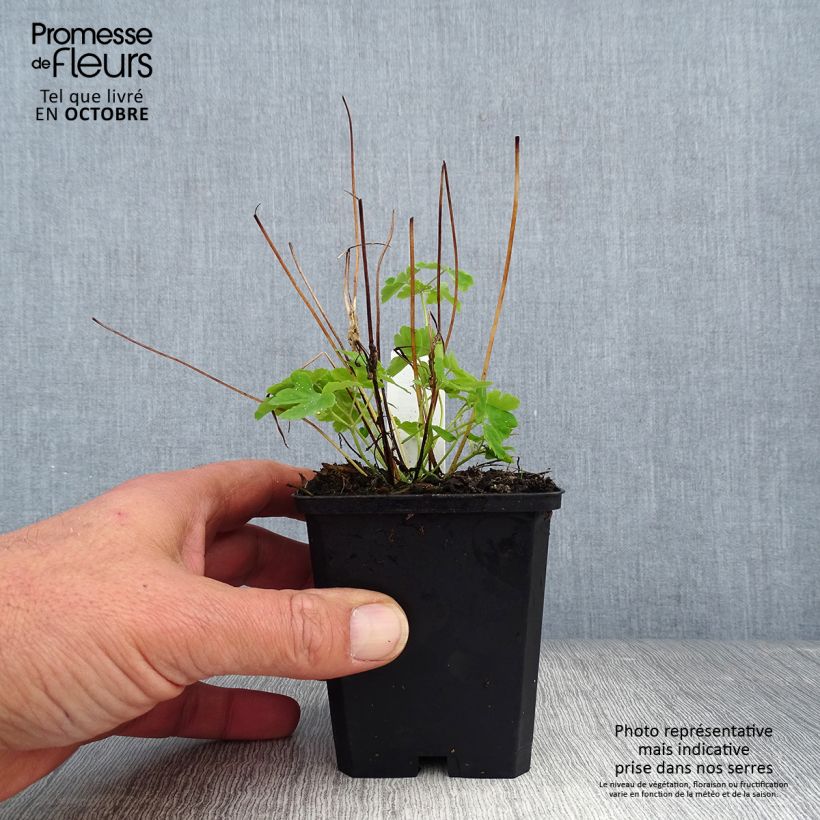 Spécimen de Ancolie Green Apples - Aquilegia vulgaris Godet de 8/9 cm tel que livré en automne