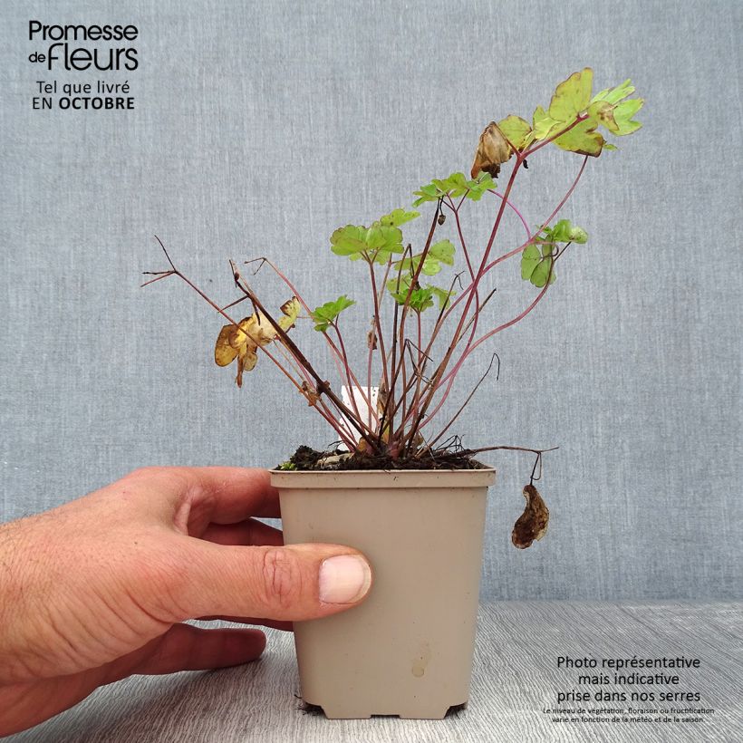 Spécimen de Ancolie hybride Rose Barlow - Aquilegia Godet de 8/9 cm tel que livré en automne