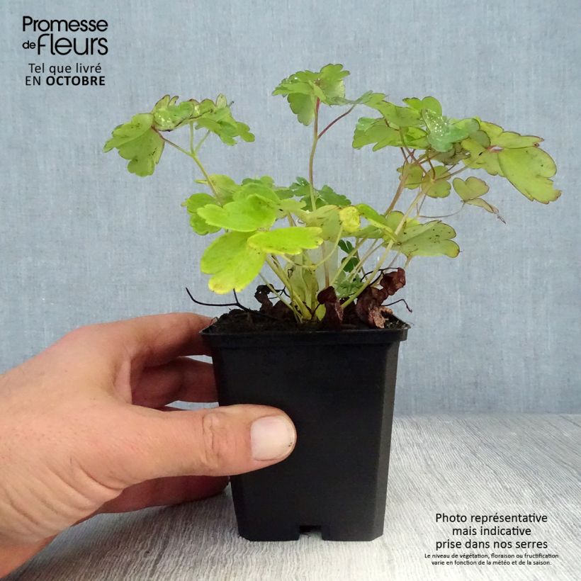 Spécimen de Ancolie naine - Aquilegia flabellata Ministar Godet de 8/9 cm tel que livré en automne