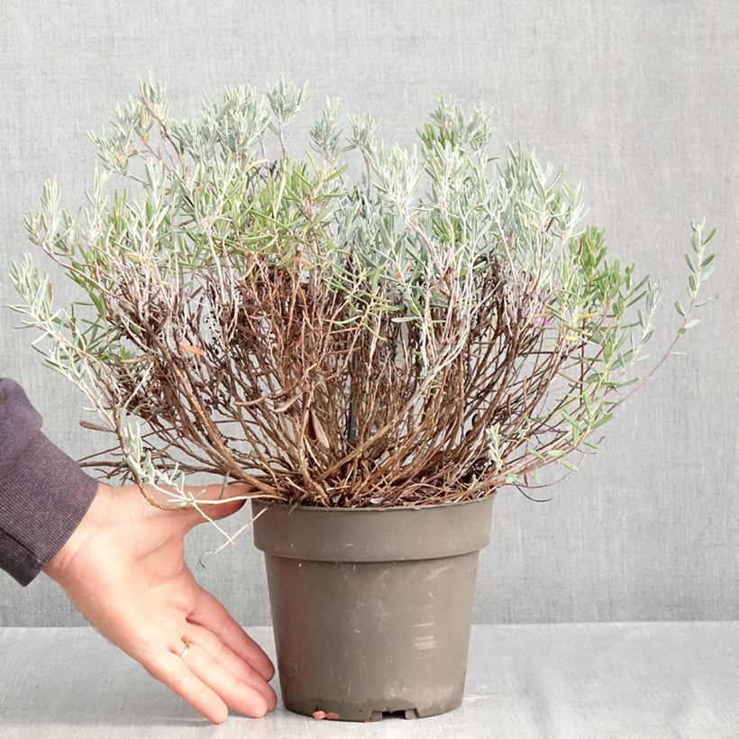 Spécimen de Andromède à feuilles de Podium - Andromeda polifolia Blue Lagoon Pot de 2L/3L tel que livré en automne