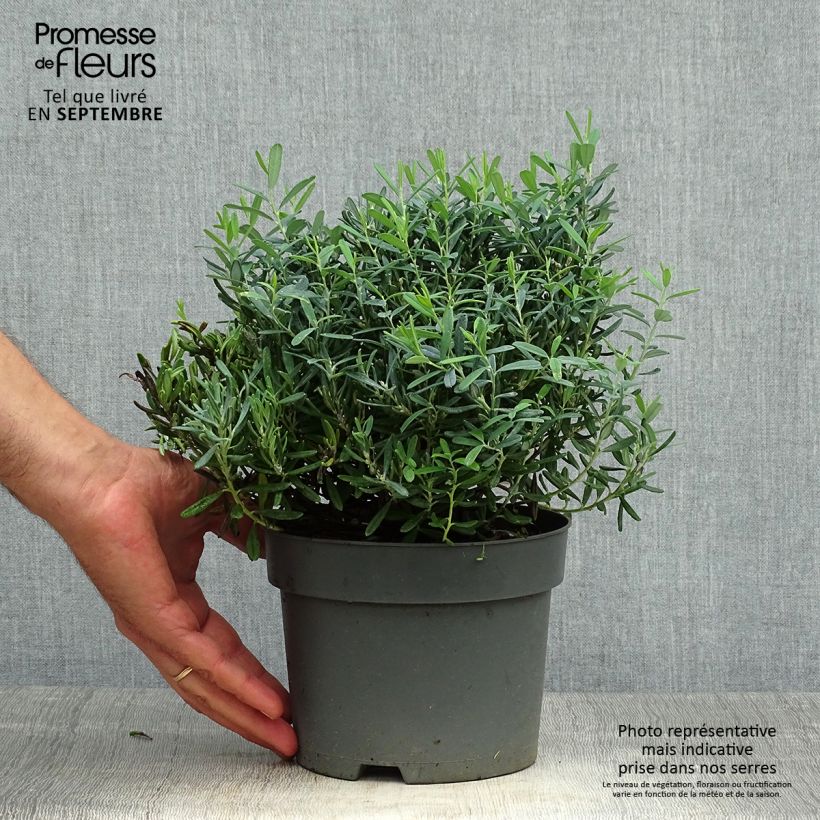 Spécimen de Andromède à feuilles de Polium - Andromeda polifolia Blue Ice Pot de 2L/3L tel que livré en automne