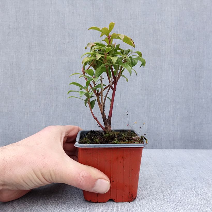 Spécimen de Andromède du Japon - Pieris Bonfire Godet de 8/9 cm tel que livré en hiver