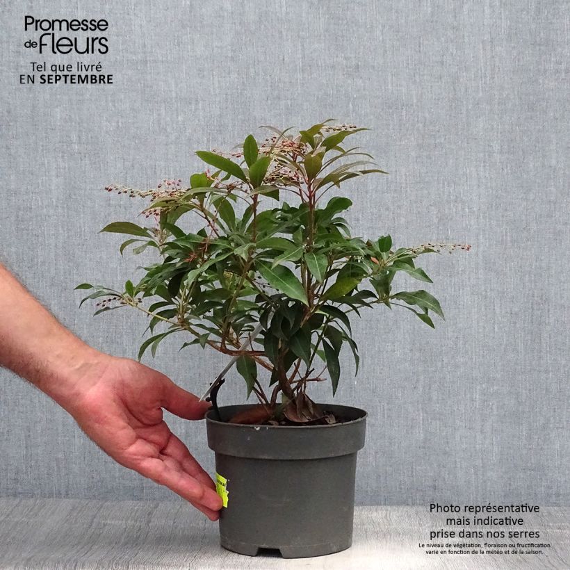 Spécimen de Andromède du Japon - Pieris japonica Katsura Pot de 2L/3L tel que livré en automne