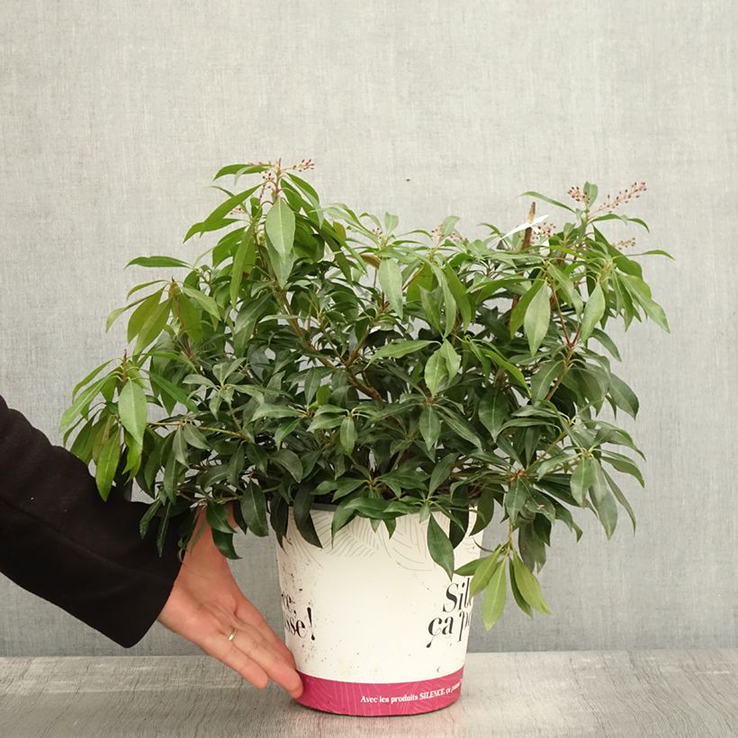 Spécimen de Andromède du Japon - Pieris japonica Katsura Pot de 4L/5L tel que livré en automne