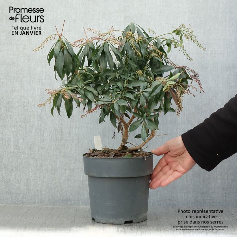 Spécimen de Andromède du Japon - Pieris japonica Katsura Pot de 4L/5L tel que livré en hiver