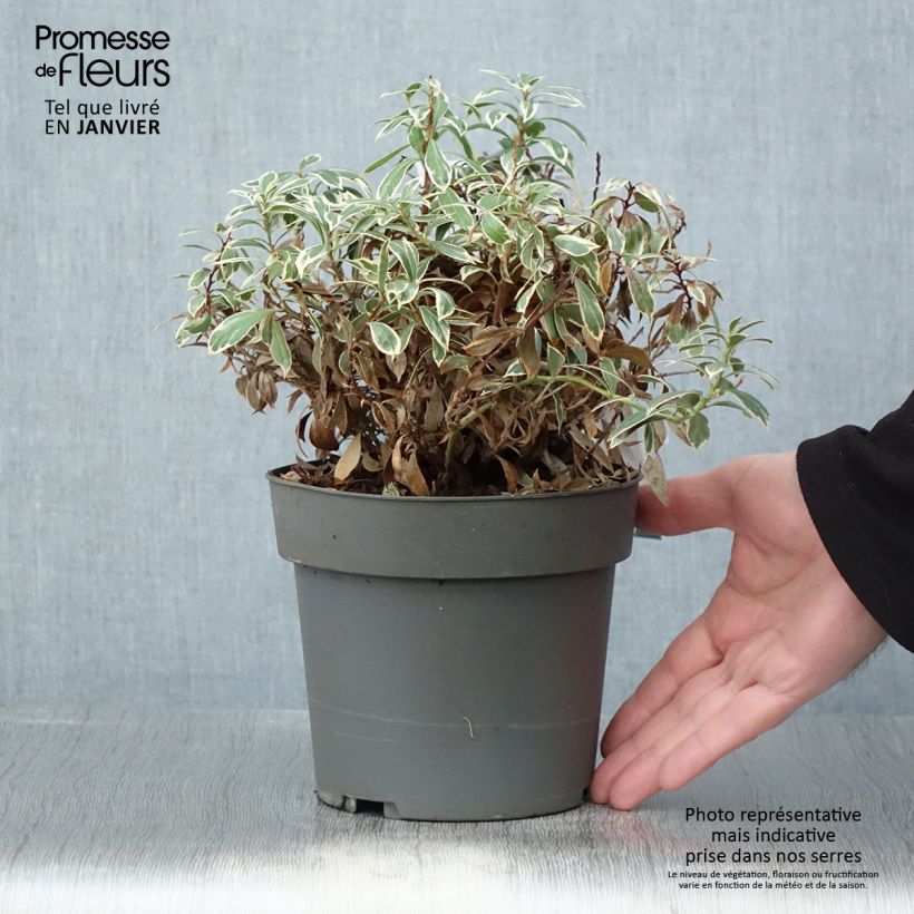 Spécimen de Andromède du Japon - Pieris japonica Little Frosty Pot de 2L/3L tel que livré en hiver