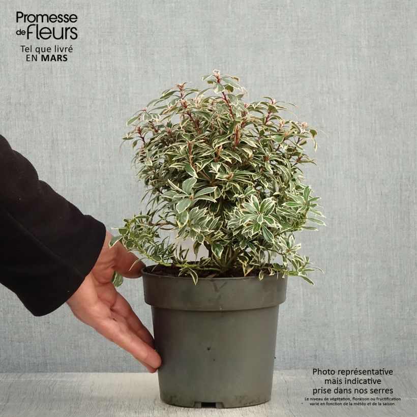 Spécimen de Andromède du Japon - Pieris japonica Little Frosty Pot de 2L/3L tel que livré au printemps