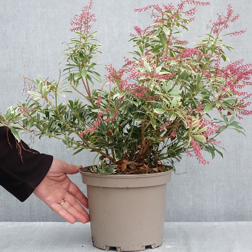 Spécimen de Andromède du Japon - Pieris japonica Polar passion Pot de 2L/3L tel que livré en automne