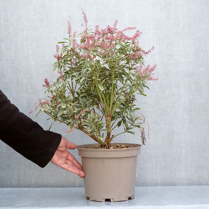 Spécimen de Andromède du Japon - Pieris japonica Polar passion Pot de 2L/3L tel que livré au printemps