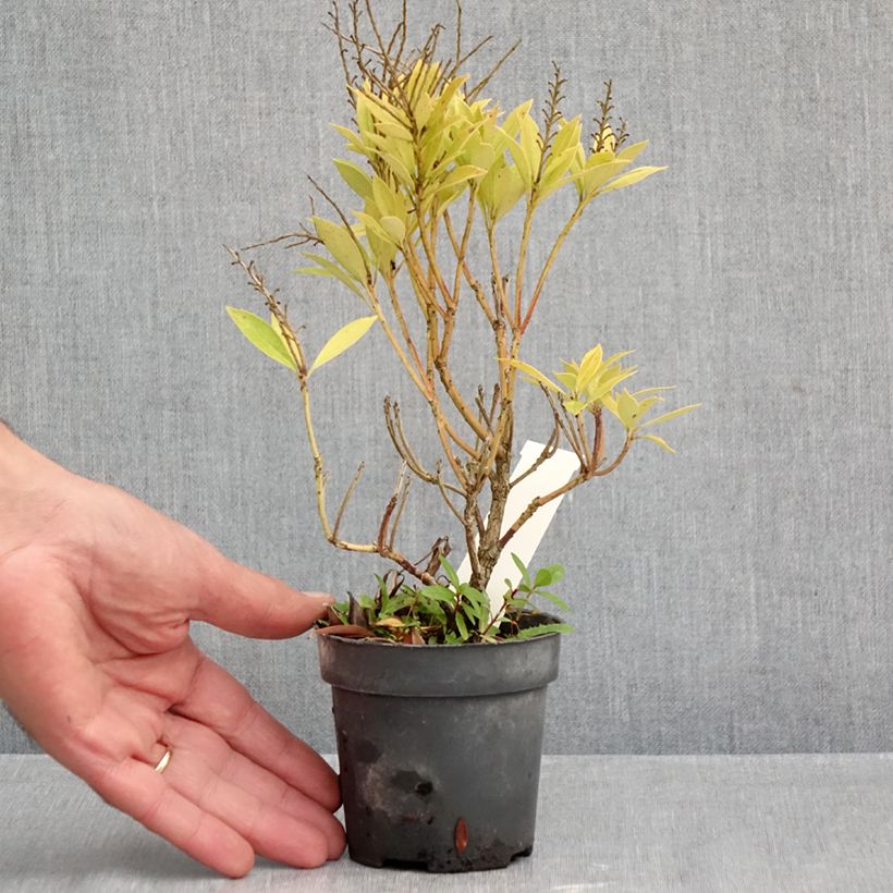 Spécimen de Andromède du Japon - Pieris japonica Prelude Godet de 8/9 cm tel que livré en automne