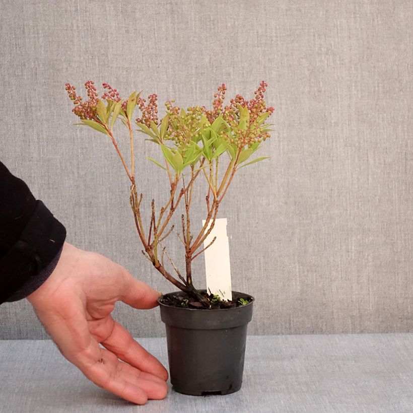 Spécimen de Andromède du Japon - Pieris japonica Prelude Godet de 8/9 cm tel que livré en hiver