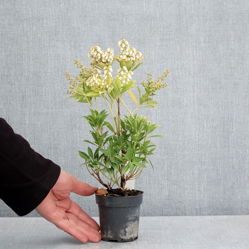 Spécimen de Andromède du Japon - Pieris japonica Prelude Godet de 8/9 cm tel que livré au printemps