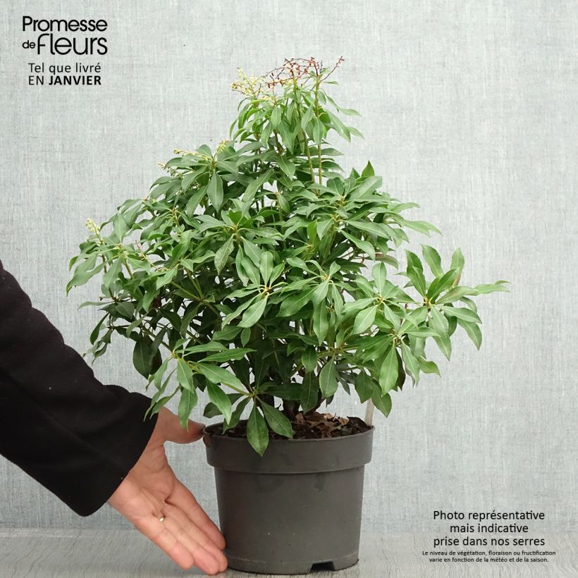 Spécimen de Andromède du Japon - Pieris Pink Passion Pot de 2L/3L tel que livré en hiver