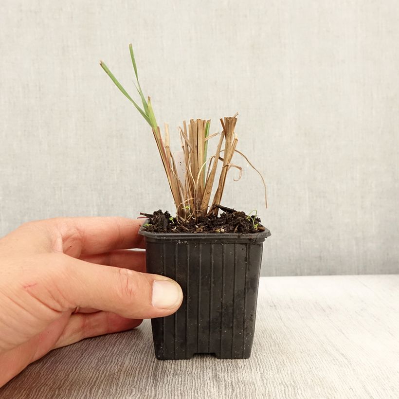 Spécimen de Andropogon gerardii Blackhawks Godet de 8/9 cm tel que livré en automne