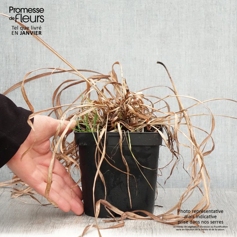 Spécimen de Andropogon gerardii Prairie Sommer Pot de 2L/3L tel que livré en hiver