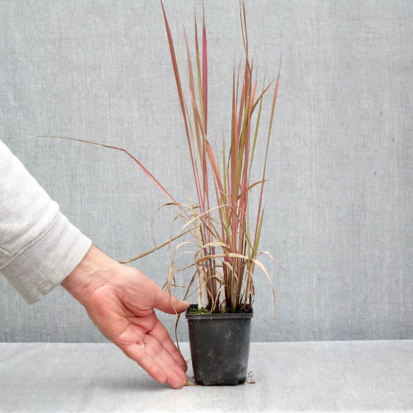 Spécimen de Andropogon gerardii Red October - Barbon de Gerard Godet de 8/9 cm tel que livré en automne