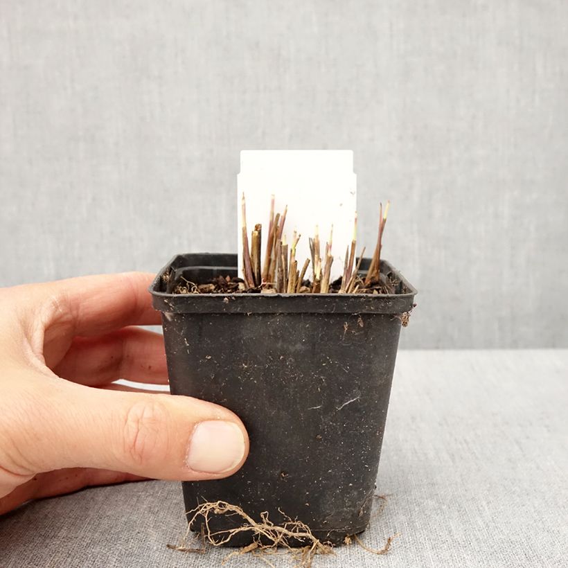 Spécimen de Andropogon gerardii Red October - Barbon de Gerard Godet de 8/9 cm tel que livré au printemps