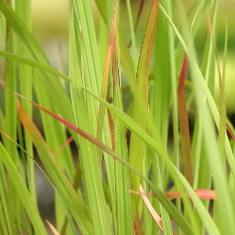 Andropogon hallii Purple Konza (Feuillage)