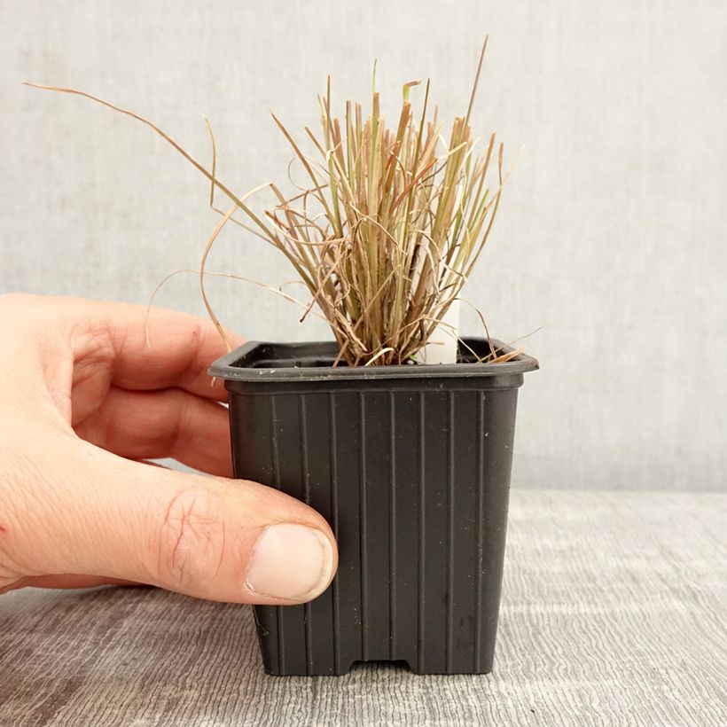 Spécimen de Andropogon ternarius - Barbon fendu Godet de 8/9 cm tel que livré au printemps