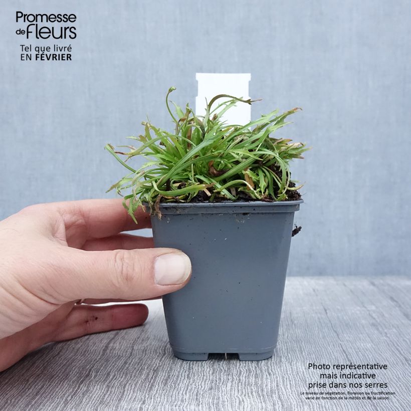 Spécimen de Androsace septentrionalis Star Dust Godet de 8/9 cm tel que livré en hiver