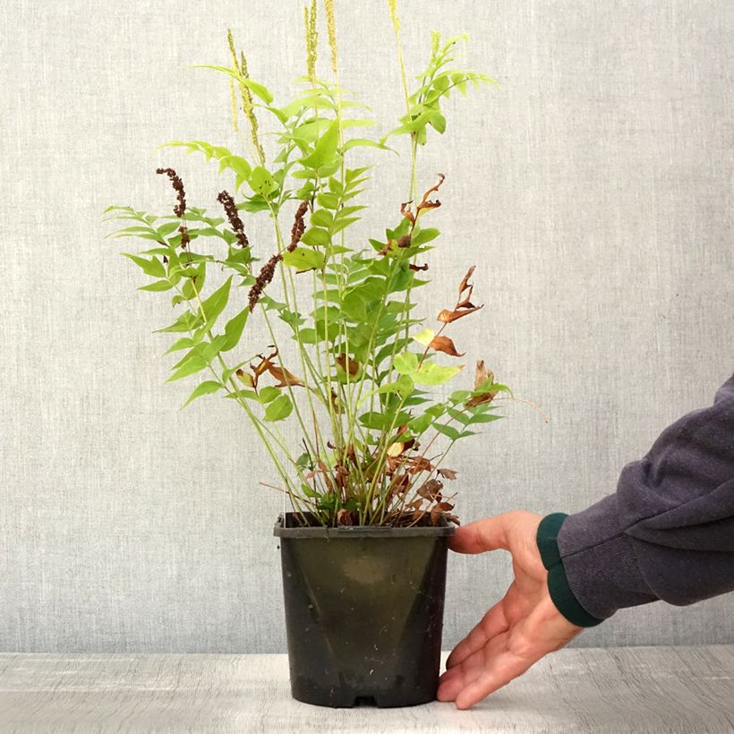 Spécimen de Anemia mexicana - Fougère à fleurs mexicaine Pot de 2L/3L tel que livré en automne