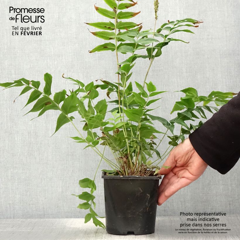 Spécimen de Anemia mexicana - Fougère à fleurs mexicaine Pot de 2L/3L tel que livré en hiver