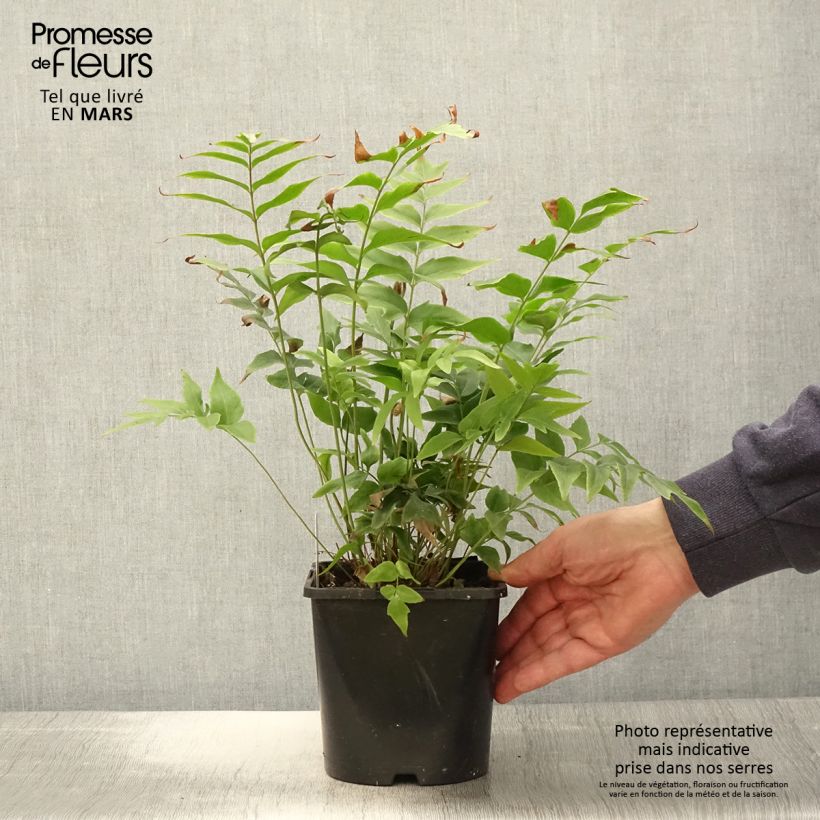 Spécimen de Anemia mexicana - Fougère à fleurs mexicaine Pot de 2L/3L tel que livré au printemps