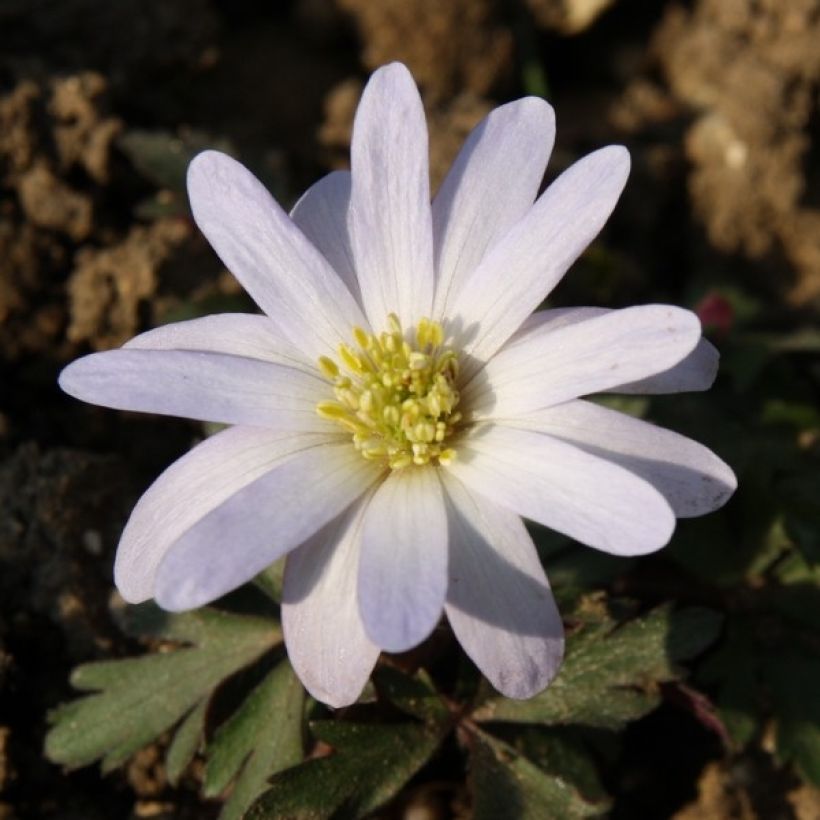 Anemone blanda White Splendour (Floração)