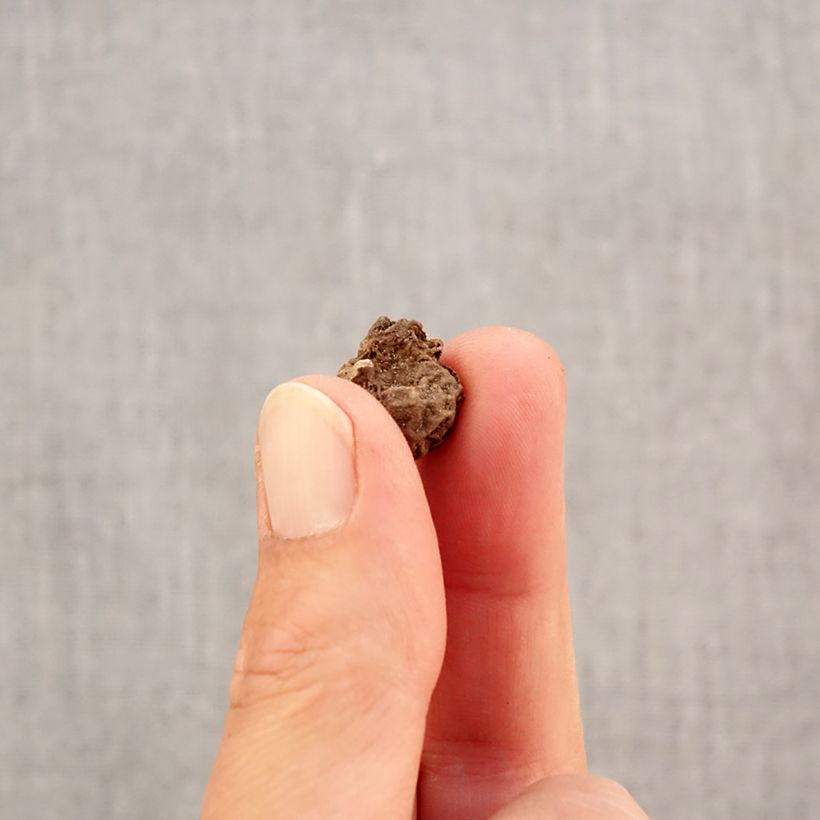 Spécimen de Anemone coronaria Bicolor - Anémone de Caen Bulbe calibre 4+ tel que livré en automne